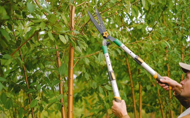 Tree trimming in Tolley, ND
