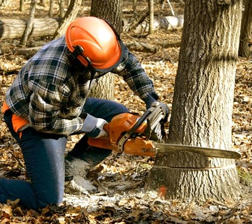 Tree Removal in Tolley, ND